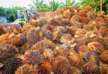 BRIN Sebut Minyak Sawit Paling Memungkinkan Diolah Jadi Energi