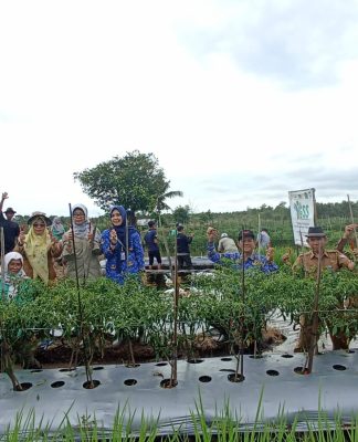 Panen Cabe Merah di Desa Abumbun Jaya