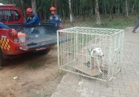 Dua Ekor Anjing Dievakuasi DPKP Banjar
