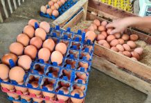 Kalsel Surplus Daging Ayam Ras dan Telur, Dukung Program MBG