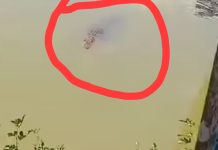 Buaya Muncul di Sungai Daerah Cantung Kotabaru