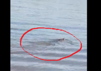 Warga Geger, Buaya Sepanjang 2 Meter Berseliweran di Sungai Seluang Batola