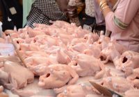 Kementan : Harga Ayam Hidup Rp 20 Ribu per Kilogram