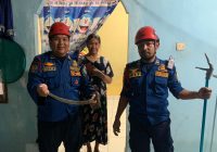 Ular Piton Sepanjang 1 Meter Diamankan di Jalan Taruna Bakti Sungai Sipai