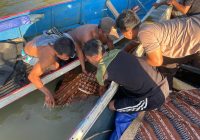 Saksi Sempat Dengar Suara Tercebur, Jenazah Nenek Radiah Ditemukan Diduga Digigit Buaya di Sungai di Kotabaru