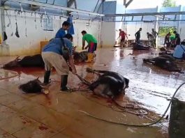 RPH Kabupaten Banjar Potong 45 Ekor Sapi untuk Haul Datu Kelampayan