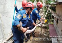 DPKP Banjar Evakuasi Piton Sepanjang 3,5 Meter