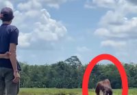Orang Utan Muncul di Desa Habau Tabalong, Polres Tabalong Imbau ini