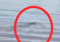 Buaya Panjang 2 Meter Terlihat di Sungai Barito Batola