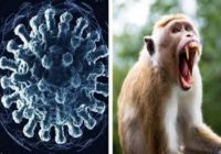 Pemerintah Hong Kong Laporkan Kasus Infeksi Virus B Mematikan, Waspada!