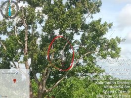 BREAKING NEWS: Pria di Desa Danda Jaya Rantau Badauh Ditemukan Gantung Diri di Pohon