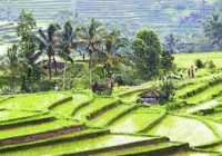 Unesco Resmikan Subak di Tabanan Sebagai Percontohan Ekohidrologi