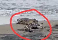 Buaya Muncul di Pesisir Pantai Desa Bunati Angsana