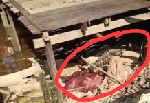Buaya Terlihat di Gang Seribu Tujuh Pelambuan