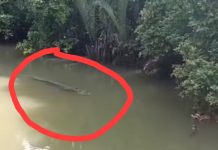 Buaya Kembali Muncul di Desa Stagen Kotabaru