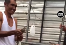 Viral! Warga Temukan Ular Piton Kepala Dua, Salah Satunya Ada di Ekor