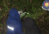Dua Warga Disengat, DPKP Banjar Basmi Sarang Tawon di Bincau