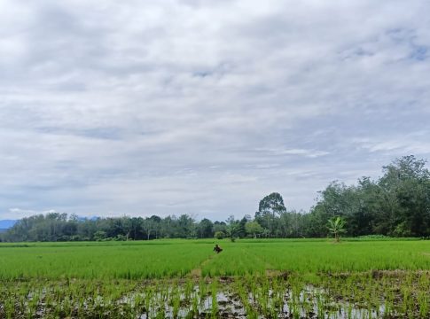 Lahan Pertanian di Balangan Berkurang, Berikut Penyebabnya