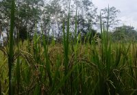 DKP3 Balangan Tingkatkan Indeks Tanam