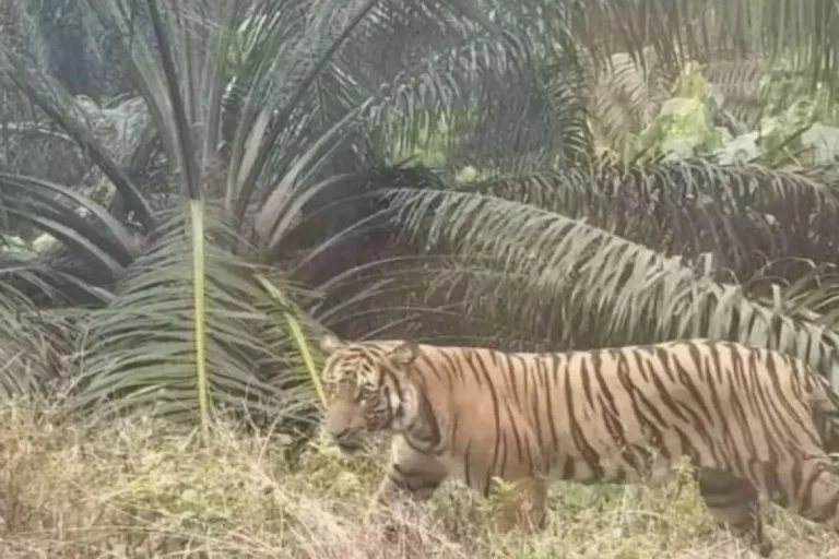 Balai Konservasi Pasang Kamera Jebak Harimau Sumatra Usai Mangsa Seseorang