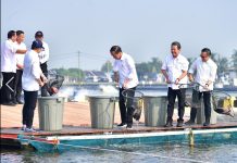 Resmikan Tambak dan Panen Ikan Nila, Presiden Jokowi Sebut Permintaan Pasar Dunia Sangat Tinggi