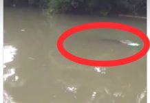 Seekor Buaya Muncul di Desa Stagen Kotabaru