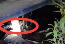 Petugas Damkar Kota Banjarmasin Cari Buaya di Gang Seribu Tujuh
