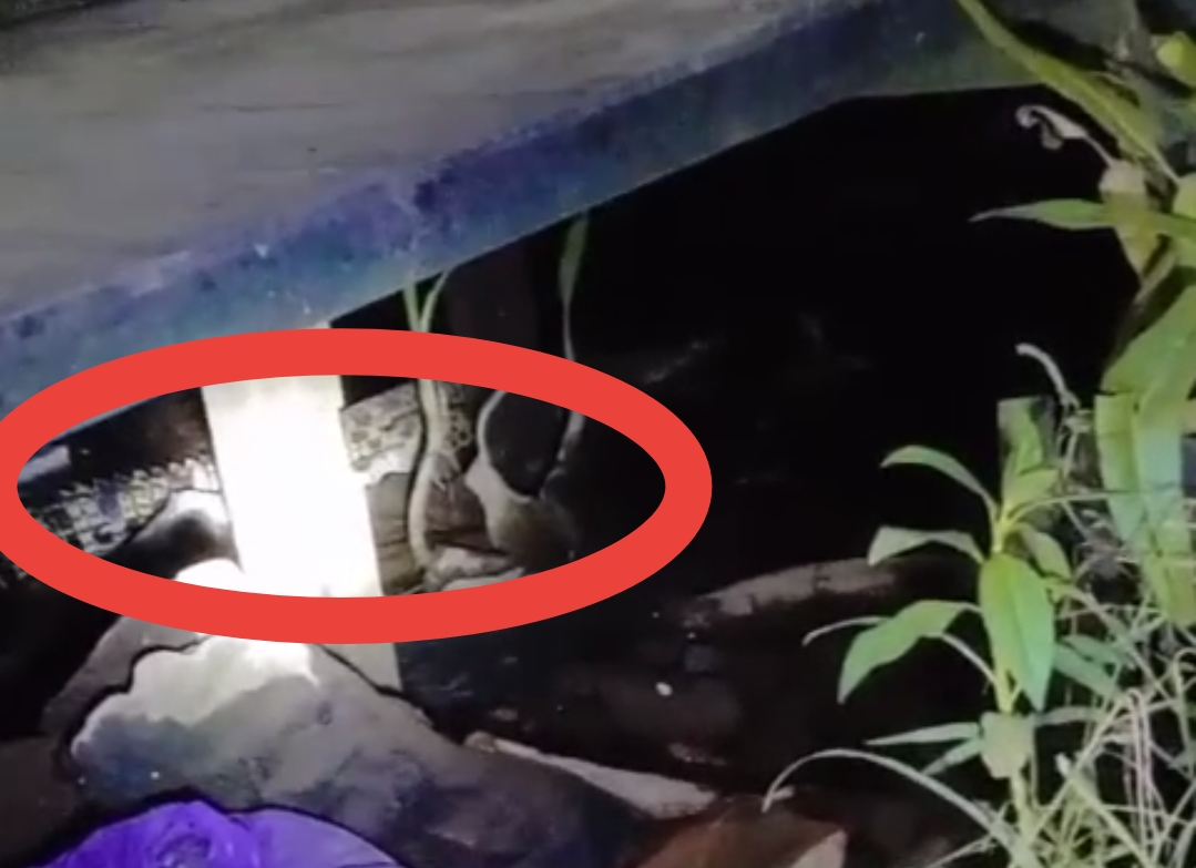 Petugas Damkar Kota Banjarmasin Cari Buaya di Gang Seribu Tujuh