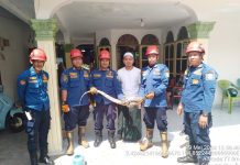 Biawak Meresahkan Warga Sekumpul Dievakuasi Petugas DPKP Banjar