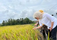 Kementan Turunkan Target Produksi Beras di 2025
