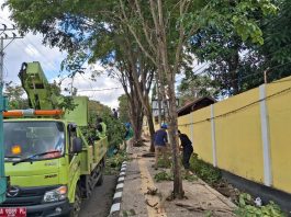DLH Banjarbaru Lakukan Pemangkasan Pohon Yang Halangi ATCS