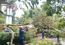 Halangi Jalan, Pohon Tumbang di Dekat Pertokoan CBS Martapura Dievakusi Petugas Damkar