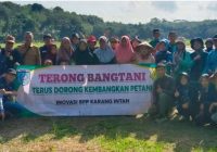 BPP Karang Intan Tanam Padi Lokal Siam Rondon di Sawah Tadah Hujan Desa Sungai Besar