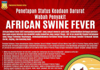 Pemprov Papua Tetapkan Status Darurat Wabah Virus Flu Babi Afrika