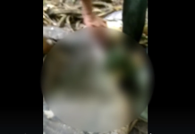 Ngeri, Petani Wanita di Sulsel Ditelan Piton Saat Hendak Menjual Hasil Kebun