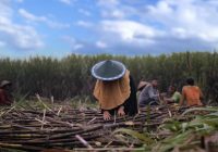 Wujudkan Swasembada, Produktivitas Gula Ditargetkan 8 Ton Per Ha