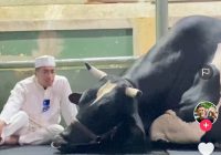 Momen Irfan Hakim Ucapkan Perpisahan pada Sapi Kurban Viral