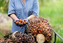 Harga TBS Kelapa Sawit Turun Meski Tahun Kemarin Melimpah Ruah