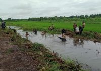Atasi Dampak Buruk Perubahan Iklim, Dinas Pertanian Banjar Ajak Petani Bersihkan Saluran Air Sawah di Sungai Tabuk