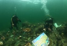 Jaga Kelestarian Biota Laut, PLN Rehabilitasi Terumbu Karang Pulau Lemukutan