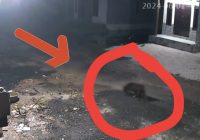 Viral Diduga 'Babi Ngepet' Terekam CCTV di Landasan Ulin