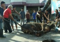 Polresta Banjarmasin Potong 27 Hewan Kurban