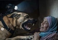 Aljazeera Ungkap Militer Israel Beli Anjing Penyerang Wanita Tua Palestina dari Eropa Khusus untuk Siksa Warga Gaza