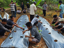 Para Petani Milenial Desa Remo Belajar Cara Menanam Cabai di Kegiatan Batumbang Manis