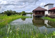 Kerap Diguyur Hujan, 1.888 Hektare Sawah di Kabupaten Banjar Terendam