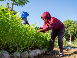 Pacu Roda Perekonomian KWT Citra Lestari, Srikandi PLN Salurkan Bantuan Bioflok dan Budikdamber