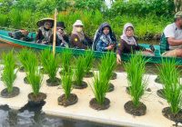 Antisipasi Risiko Banjir di Sawah, Pemkab Banjar Terapkan Metode Padi Apung