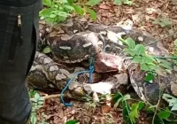 Piton Sepanjang 7 Meter Dievakuasi Petugas Damkar dari Kebun Warga