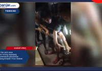 VIDEO: Warga Tangkap Ular Sawa Sepanjang 4 Meter di Gang Amanah I Kuin Selatan