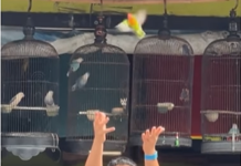 Saaih Halilintar Ngonten Lepas Burung Love Bird Malah Dirujak Netizen, Ini Gara-garanya